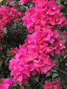 The Bougainvillea in My Garden